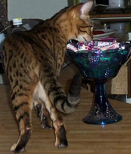 Misty, The Candy Thief.