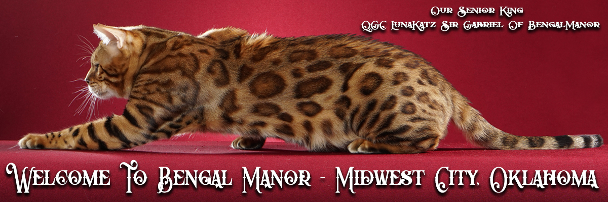 Bengal Manor Bengals